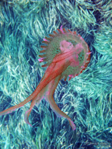 Pelagia noctiluca