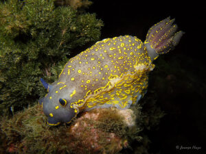 Felimare (nudibranquio)