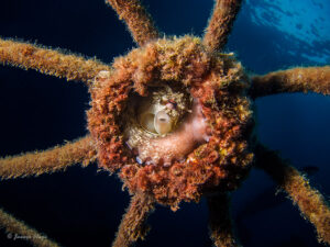 Pulpo refugiado