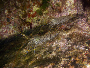 Camarón de charco (Palaemon elegans)