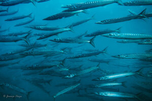 Espetón o barracuda europea (Sphyraena sphyraena)