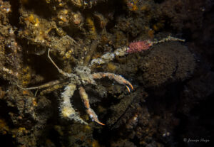 Cangrejo en la draga Nautilus (Aguadulce, Almería)
