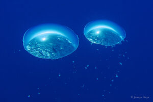 Burbujas