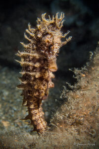 Caballito de mar (Hippocampus)
