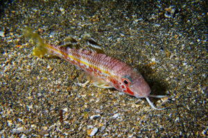 Salmonete (Mullus barbatus)