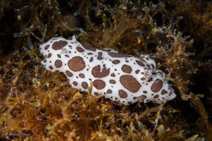 Vaquita suiza (Peltodoris atromaculata)