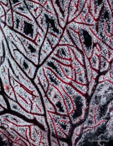Gorgonia