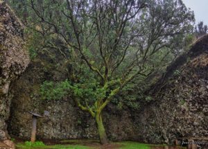 El nuevo árbol Garoé (El Hierro, Islas Canarias)