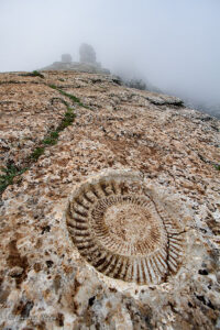 Ammonites en el Torcal de Antequera (Málaga)