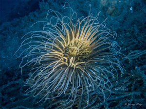 Cerianto en la draga Nautilus, Aguadulce