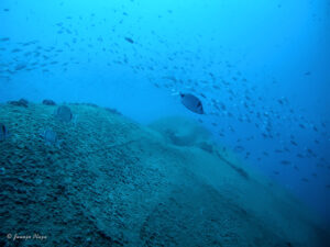 Pecio draga Nautilus (costa de Aguadulce, Almería)